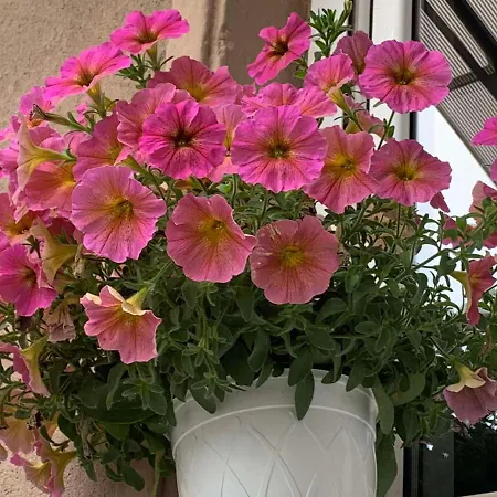 Garden * Φιλιππούπολη